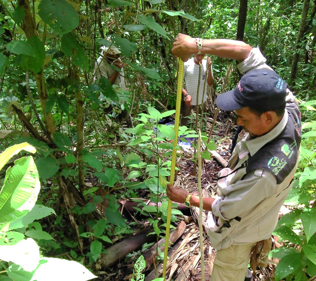 Hombre midiendo un árbol